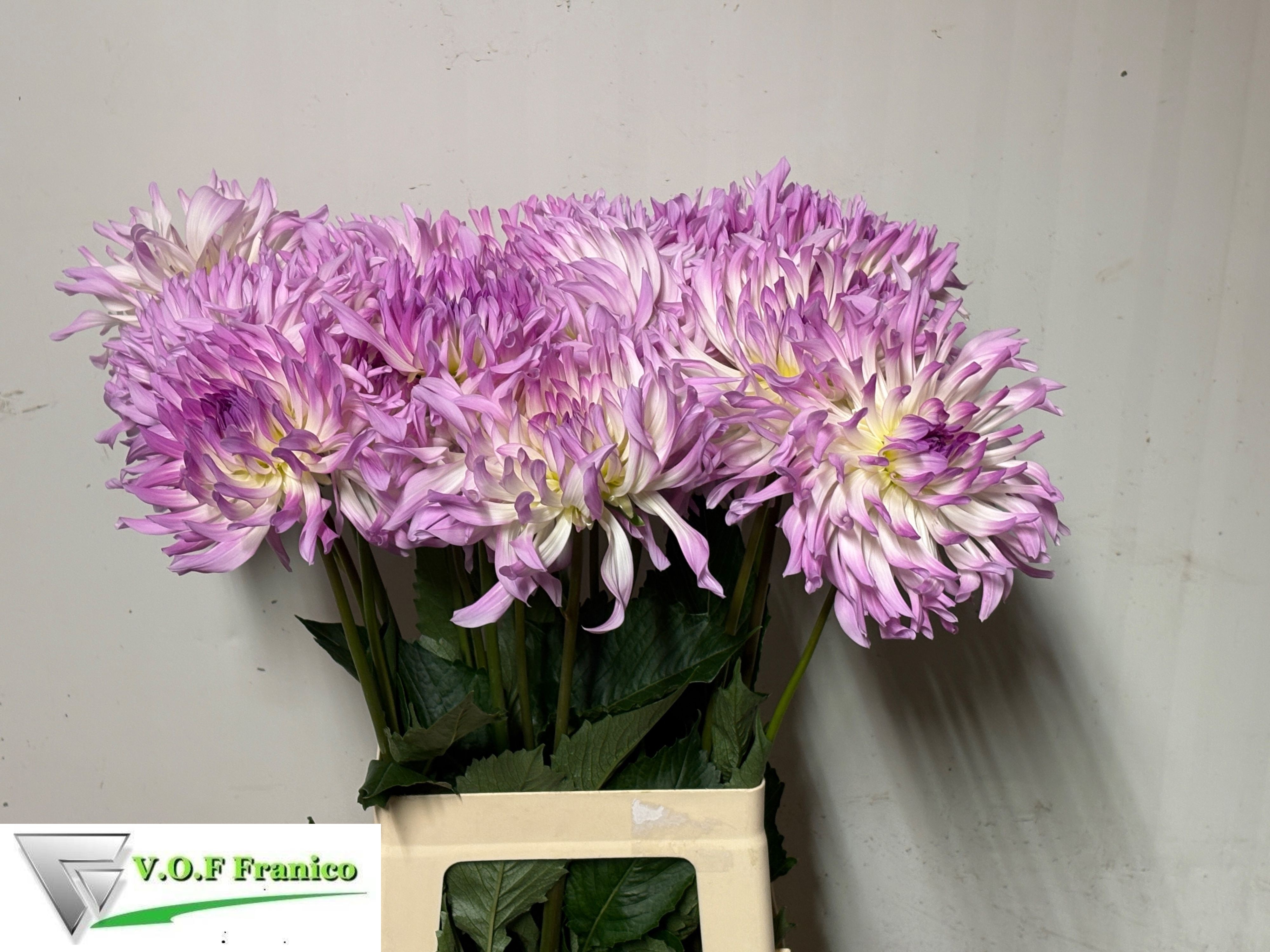 Dahlia Karma Sangria 70cm