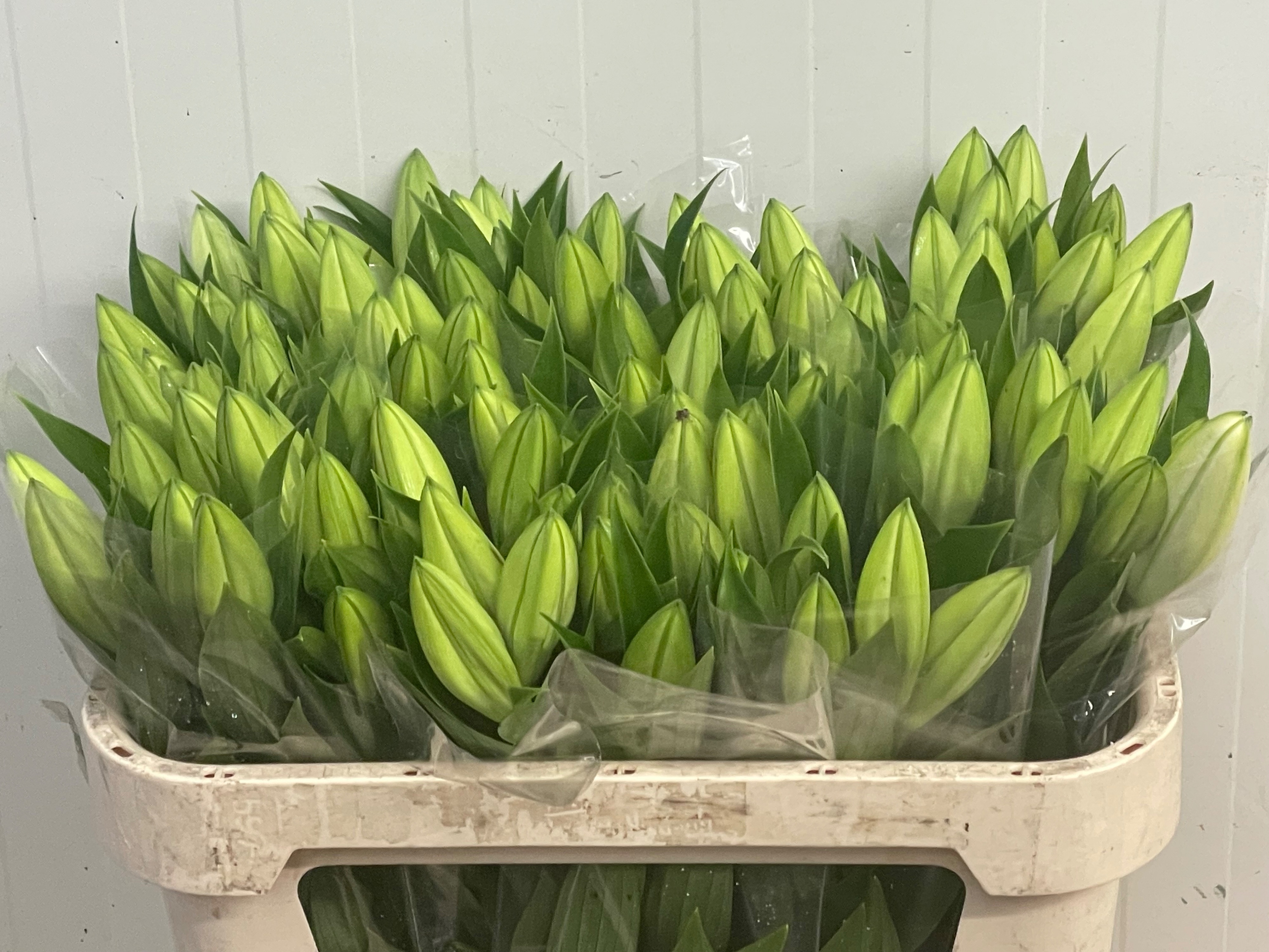 Lilium Or Santander 70cm 1bl