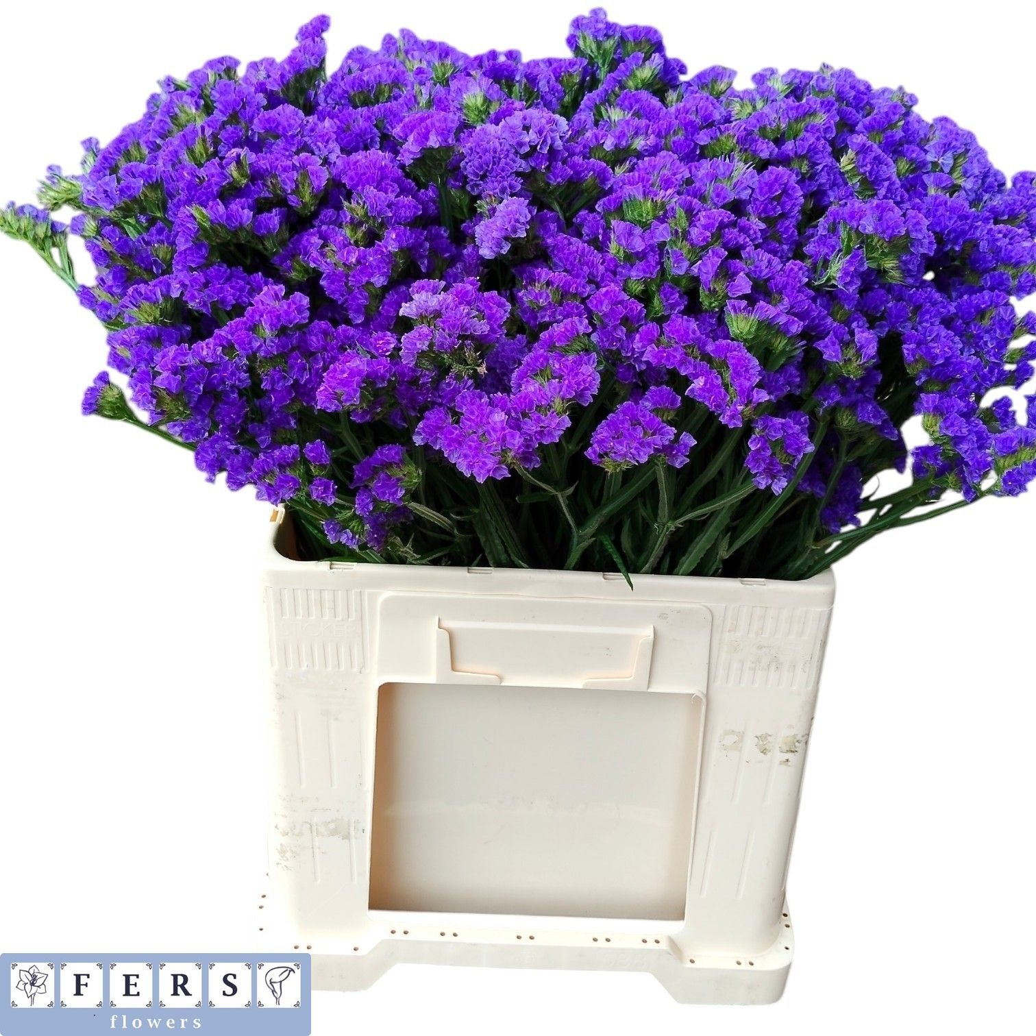 Limonium St Crystal Dark Blue 50cm 26gram