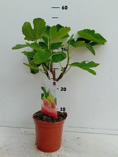 Ficus carica