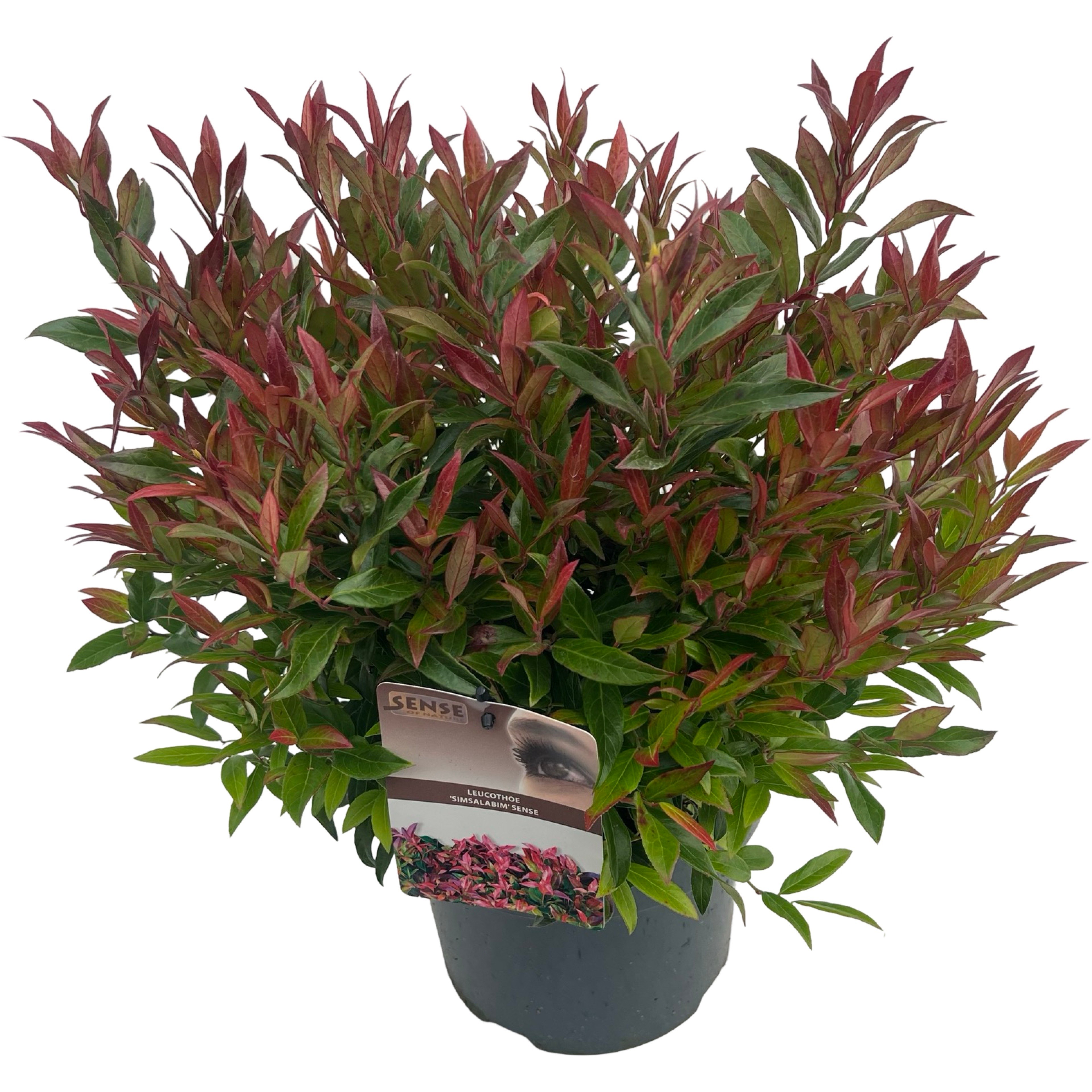 Picture of Leucothoe Simsalabim sense P23 (5 Ltr) (LOOSE)