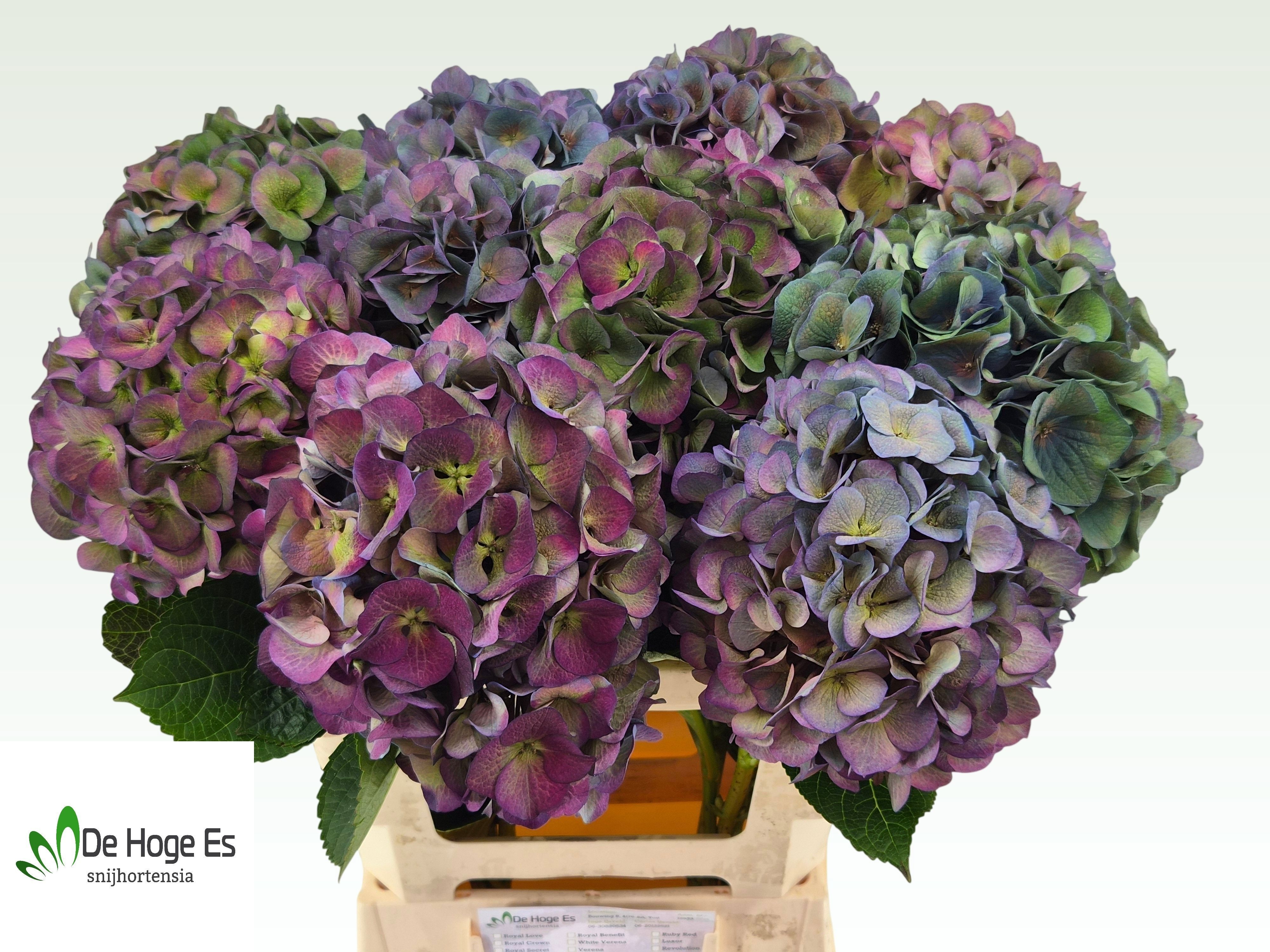 Hydrangea Royal Crown Classic 60cm 18Ø