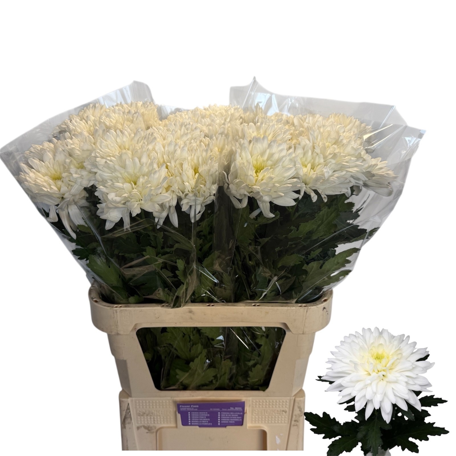 Chr G Sapporo 80cm 80gram