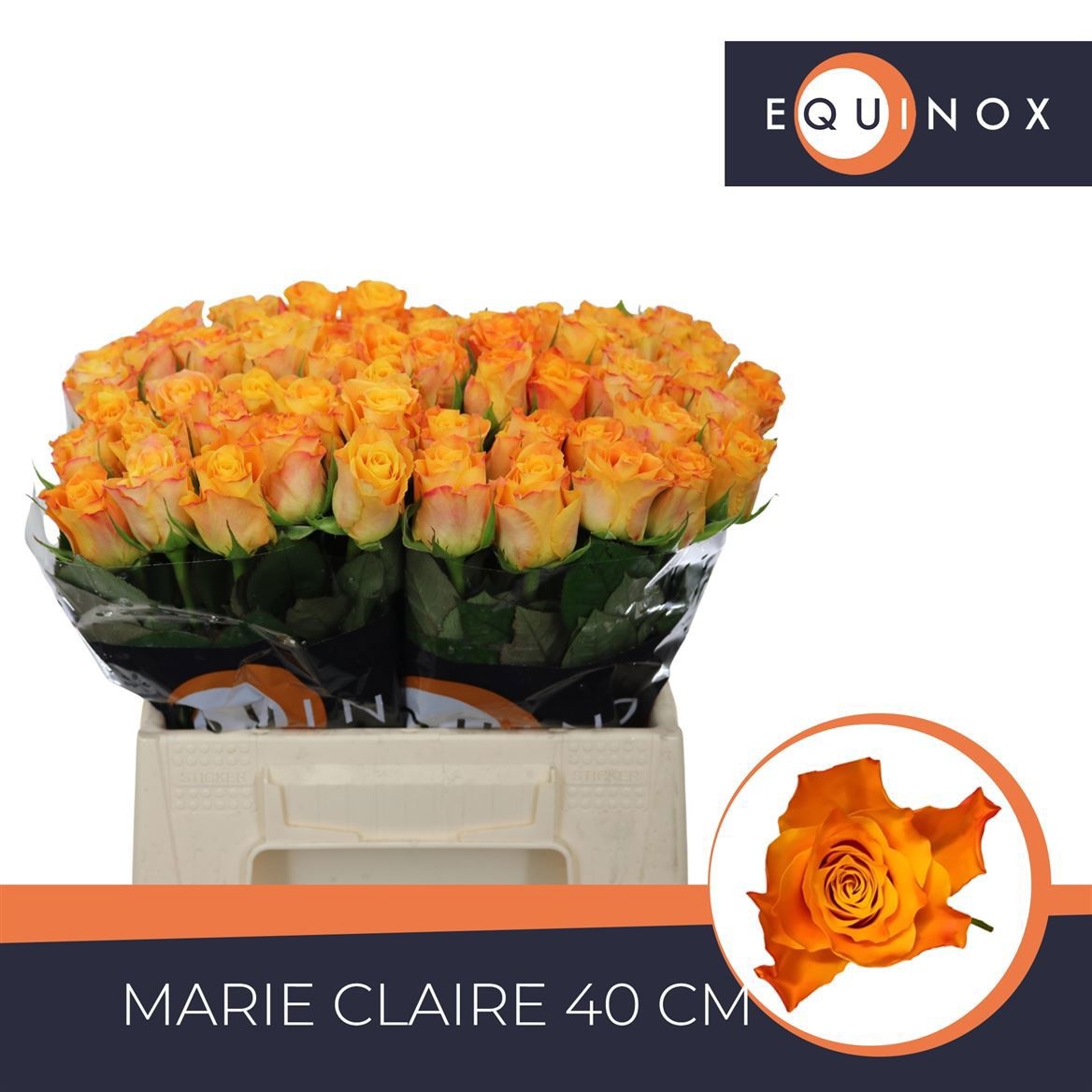 R Gr Marie-claire!