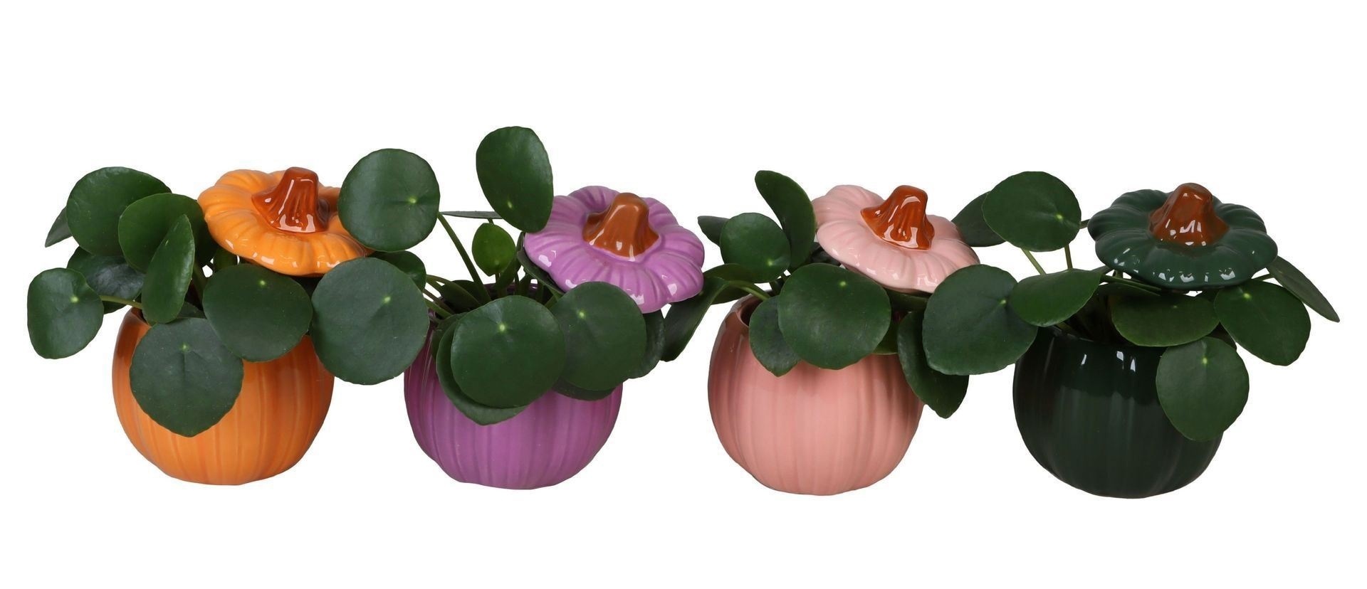 Pilea L 66516 With Pilea Peperomides