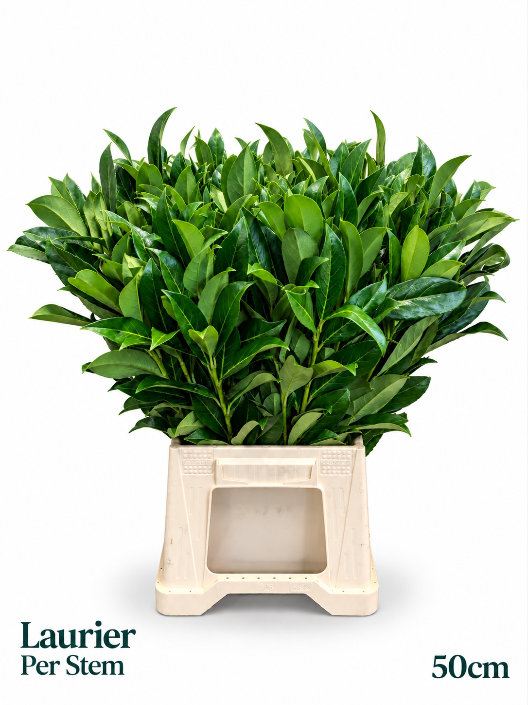 Prunus Laurocerasus 50L.cm