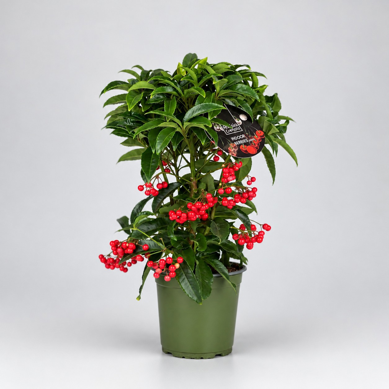 Ardisia crenata Lichtere Besbezetting Budget