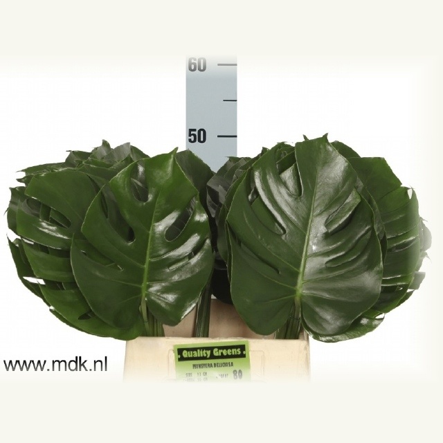 Monstera Blad