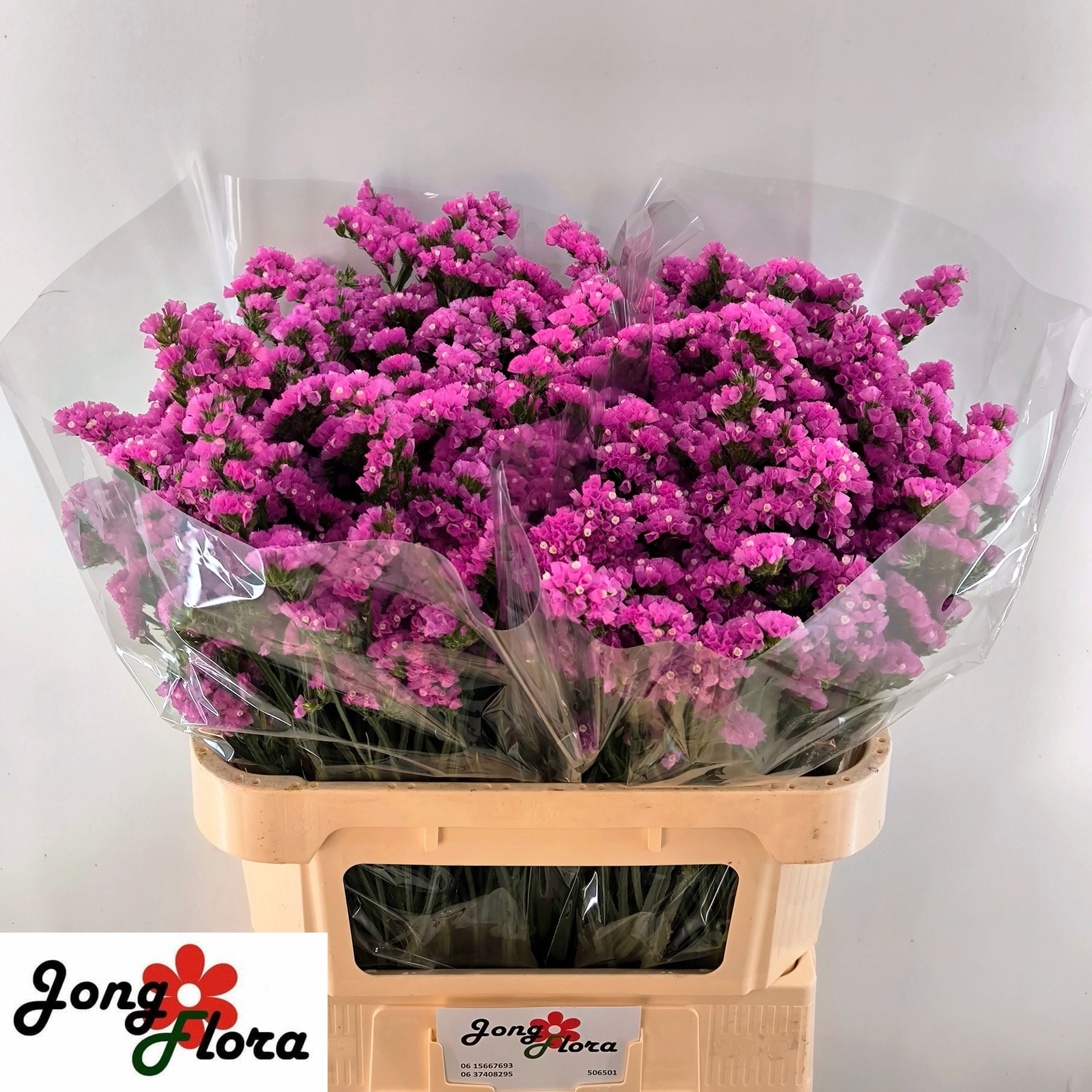 Limonium St Raspberry Wings 70cm 36gram