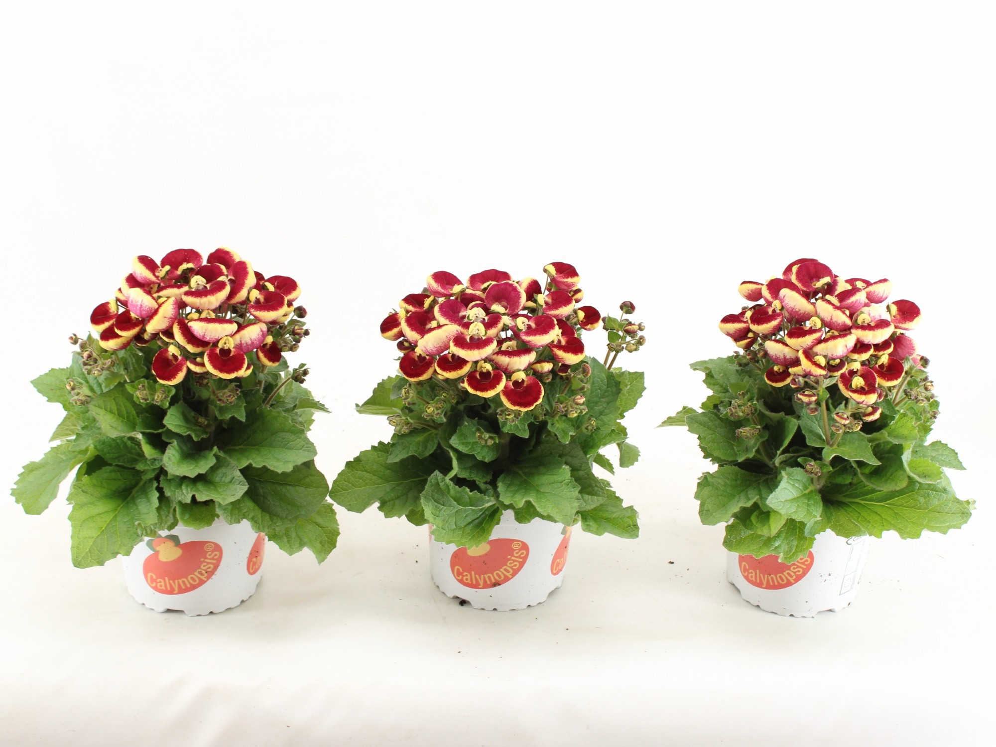 Calceolaria Calynopsis Pink Bicolor
