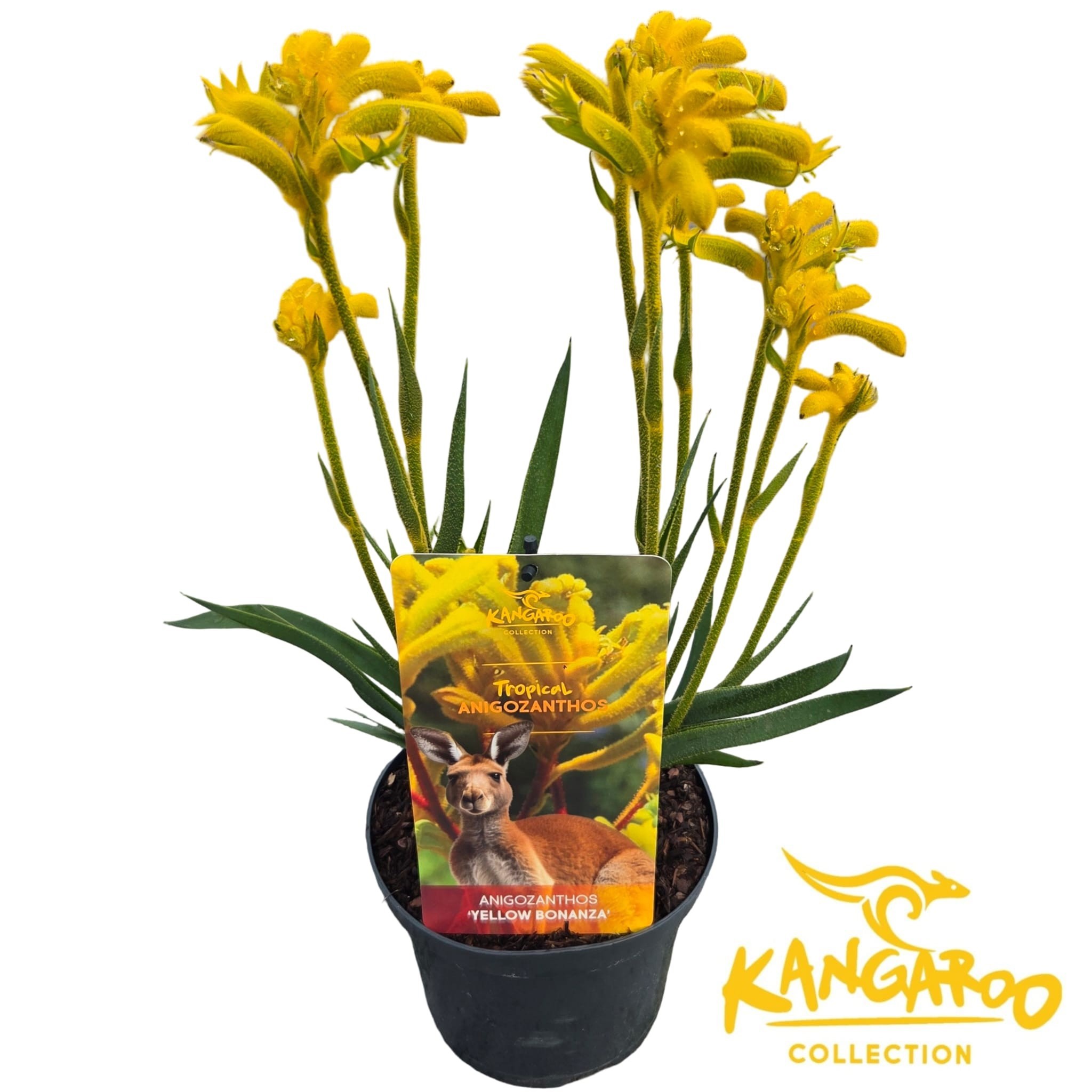 Anigozanthos 'Yellow Bonanza'