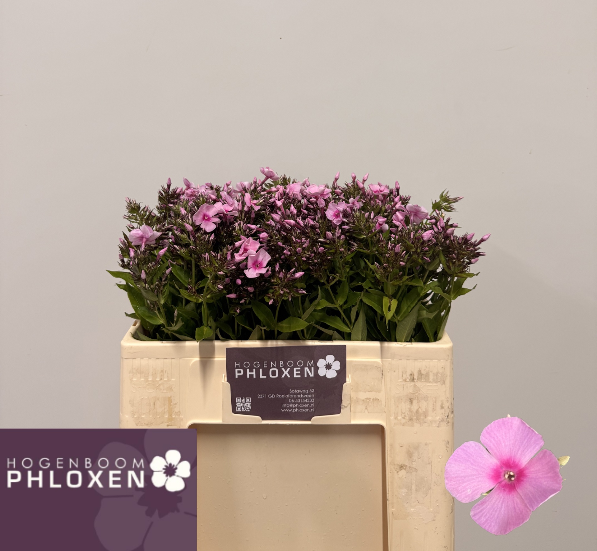 Phlox P Sweet Lexy 50cm