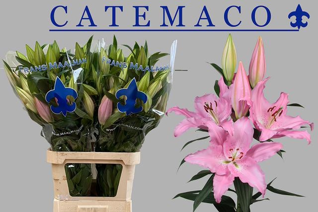 Li Or Catemaco