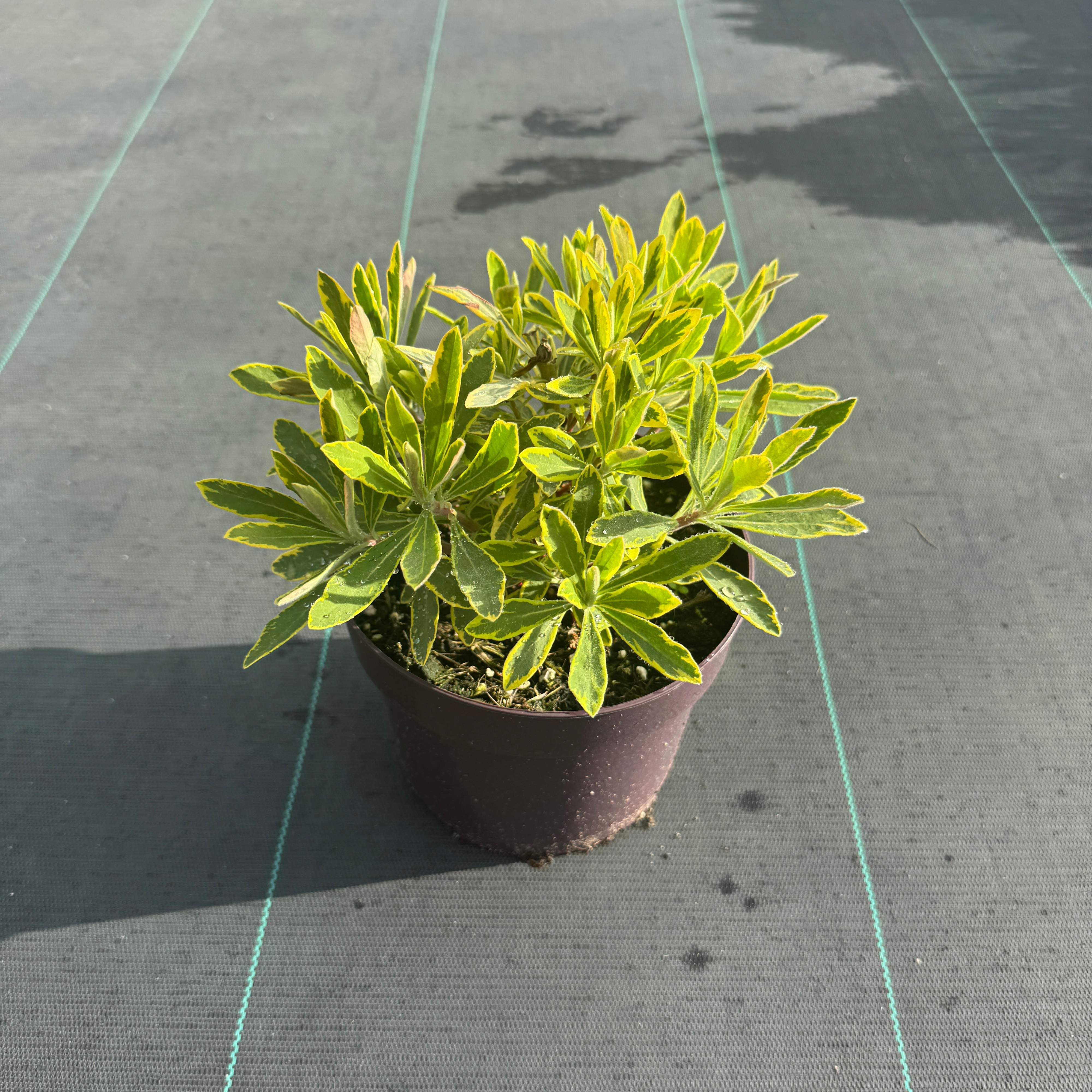 Euphorbia 'Ascot Rainbow'