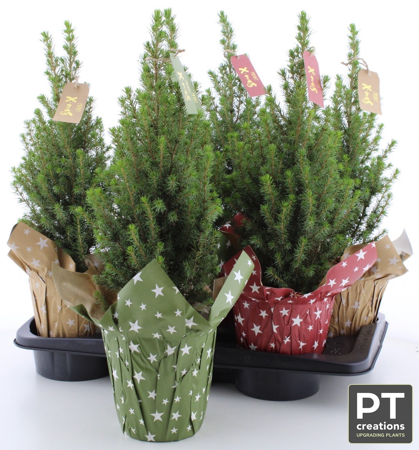 Picea Gl Perfecta 15Ø 55cm