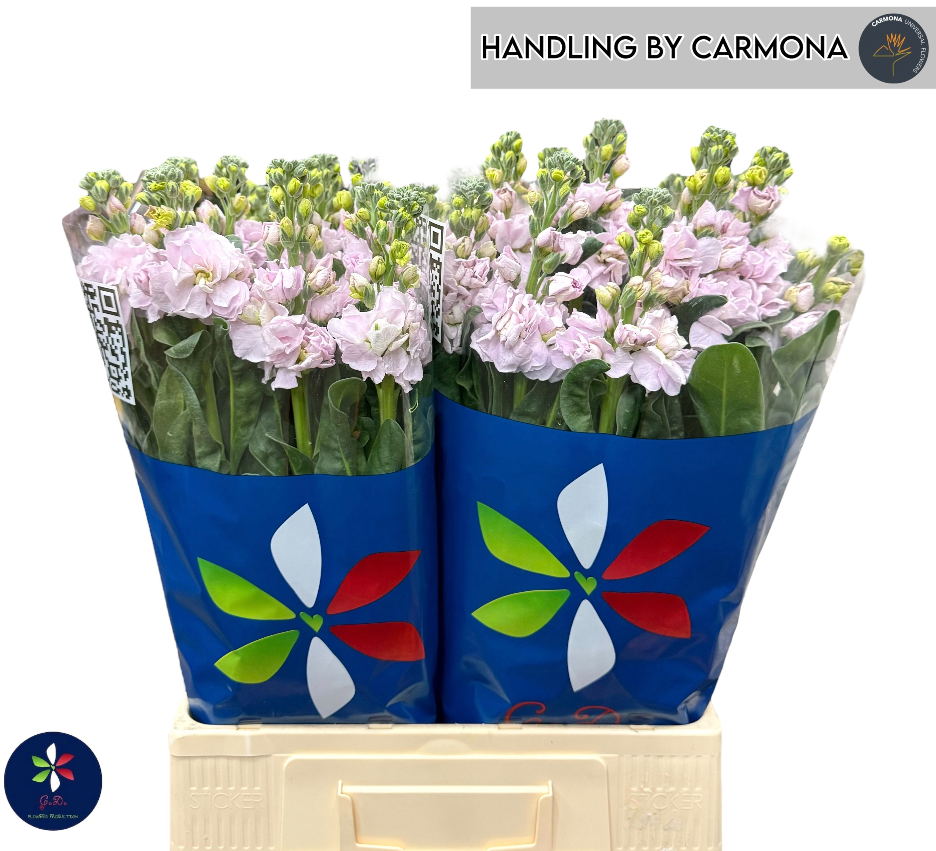 Matthiola Iron Cherry Blossom 70cm