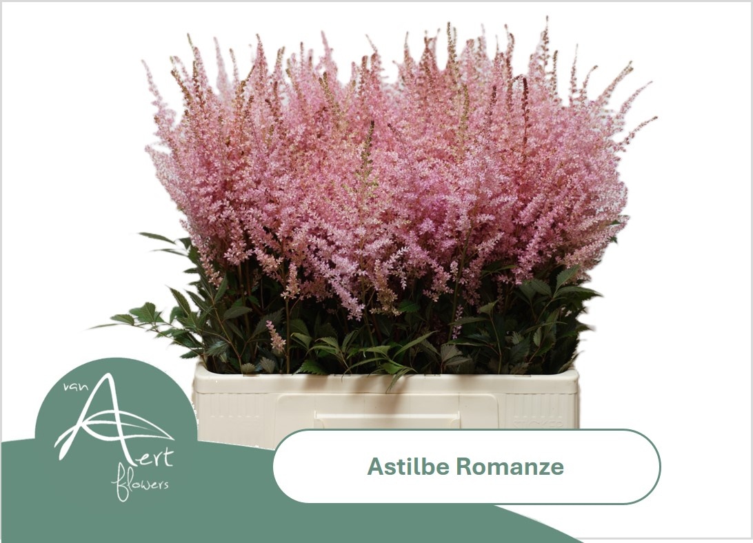 Astil C Romanze