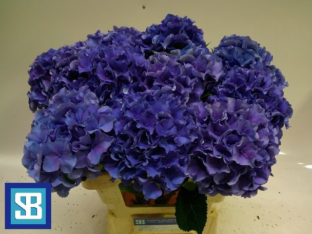 Hydrangea Royal Parade 60cm 15Ø
