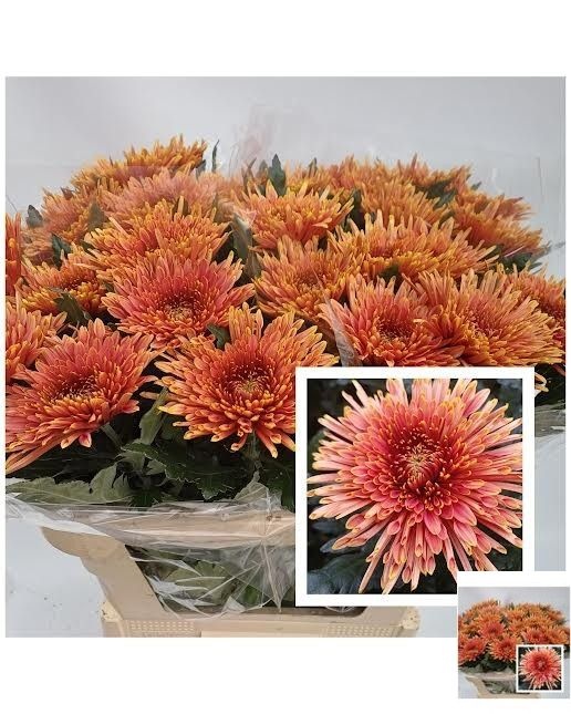 Chr G Tula Copper 80cm 110gram