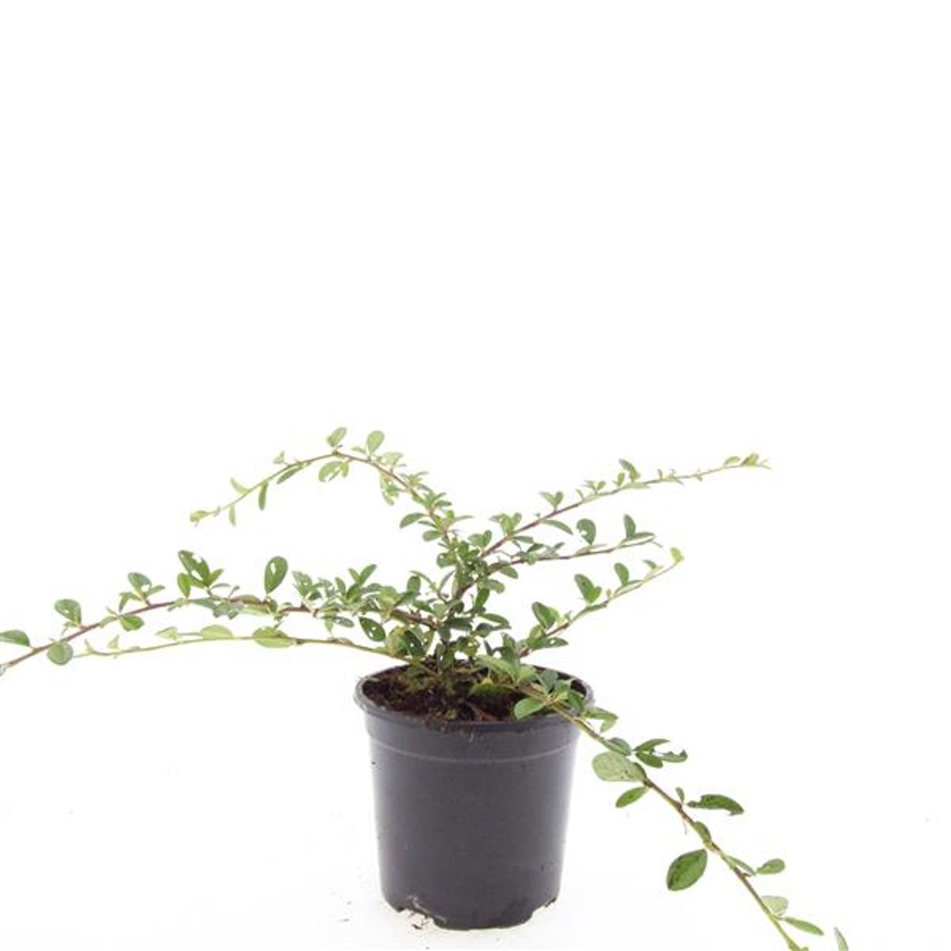 Cotoneaster dammeri 'Miranda'