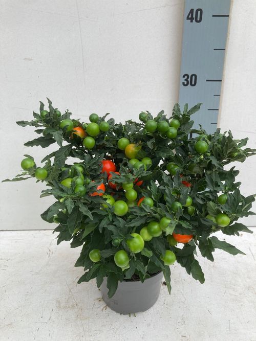 solanum supreme, met grote bes p13 Luc