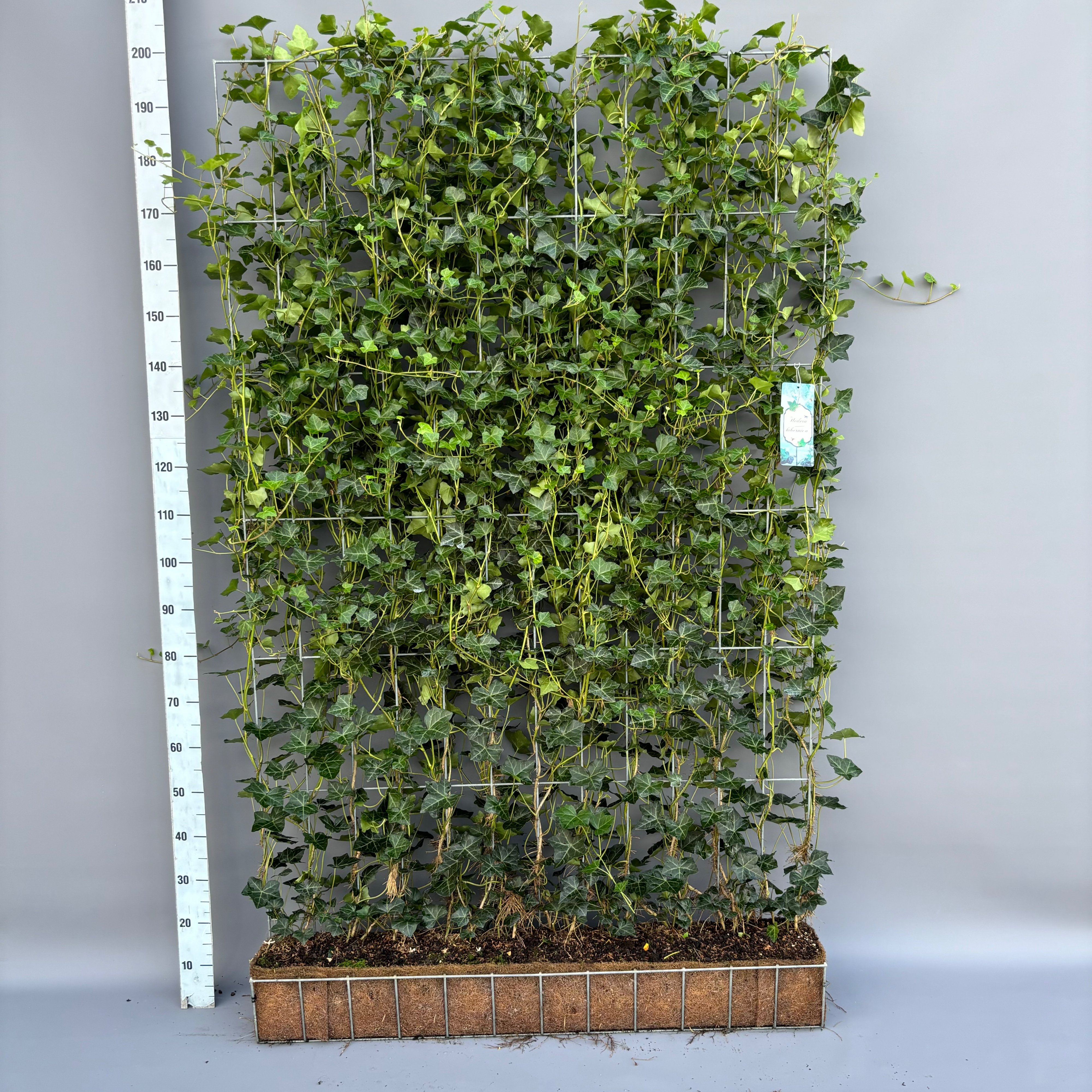 Picture of Hedera hibernica Vertical rack 120x200cm 200CM