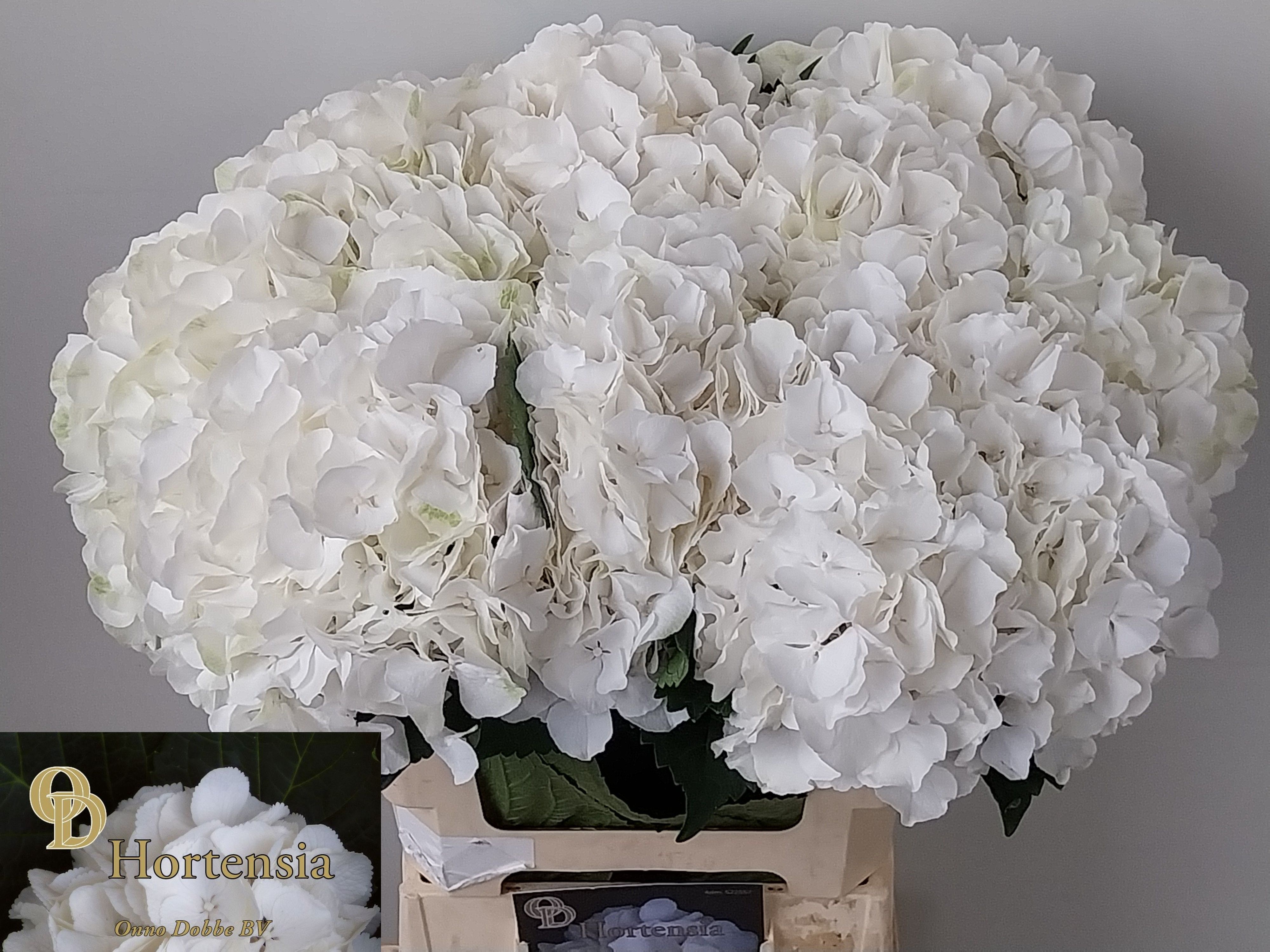 Hydrangea Schneeball 60cm 18Ø