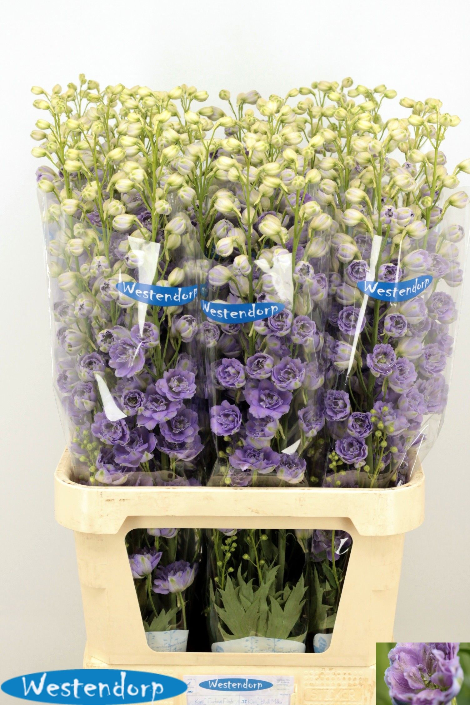 Delph El Ki Bl Milka 100cm