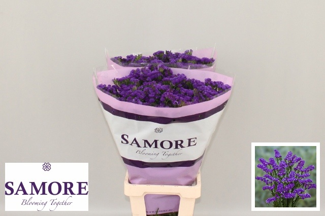 Limonium St Navy Sun Birds 80cm 55gram