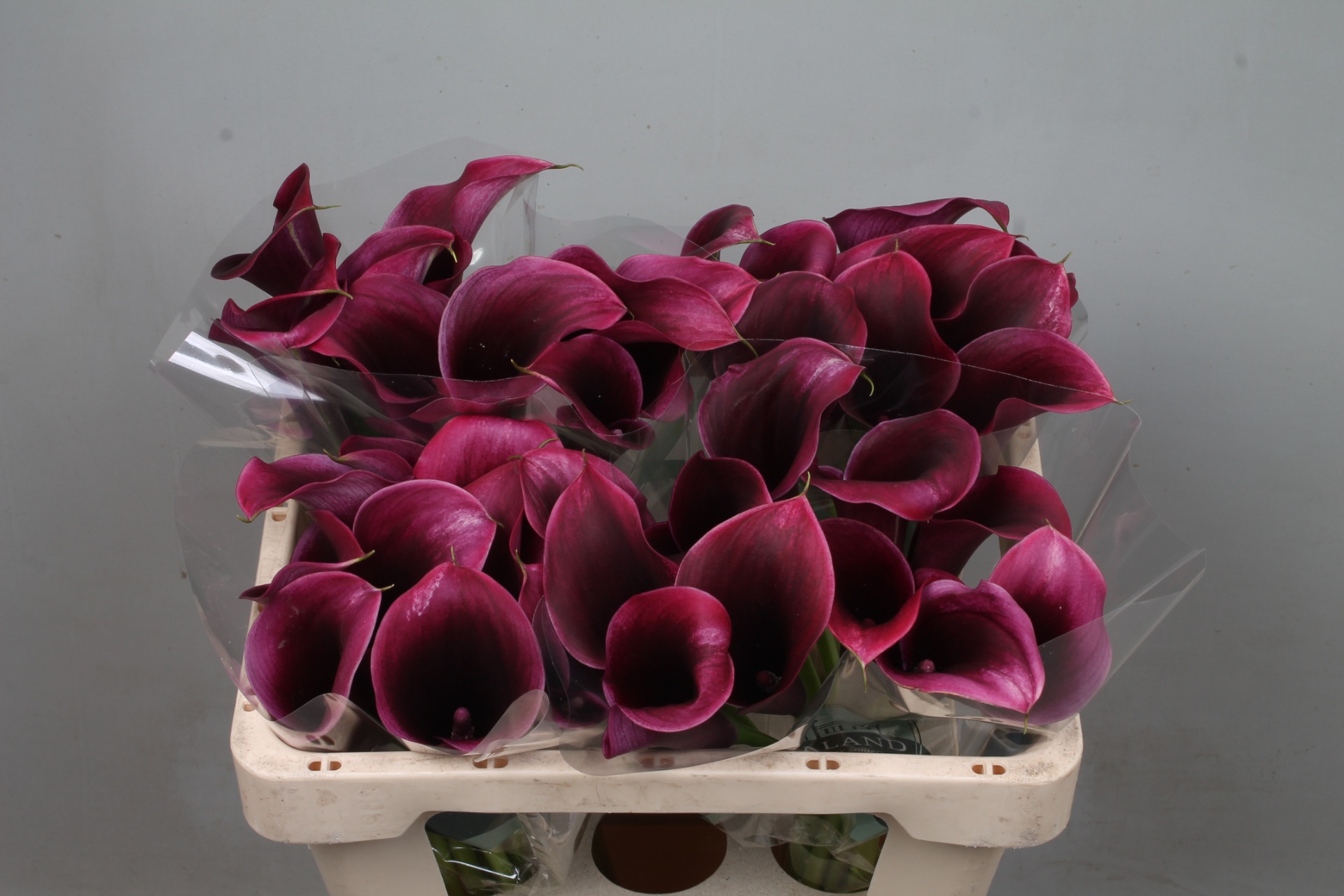 Calla Akela 50cm