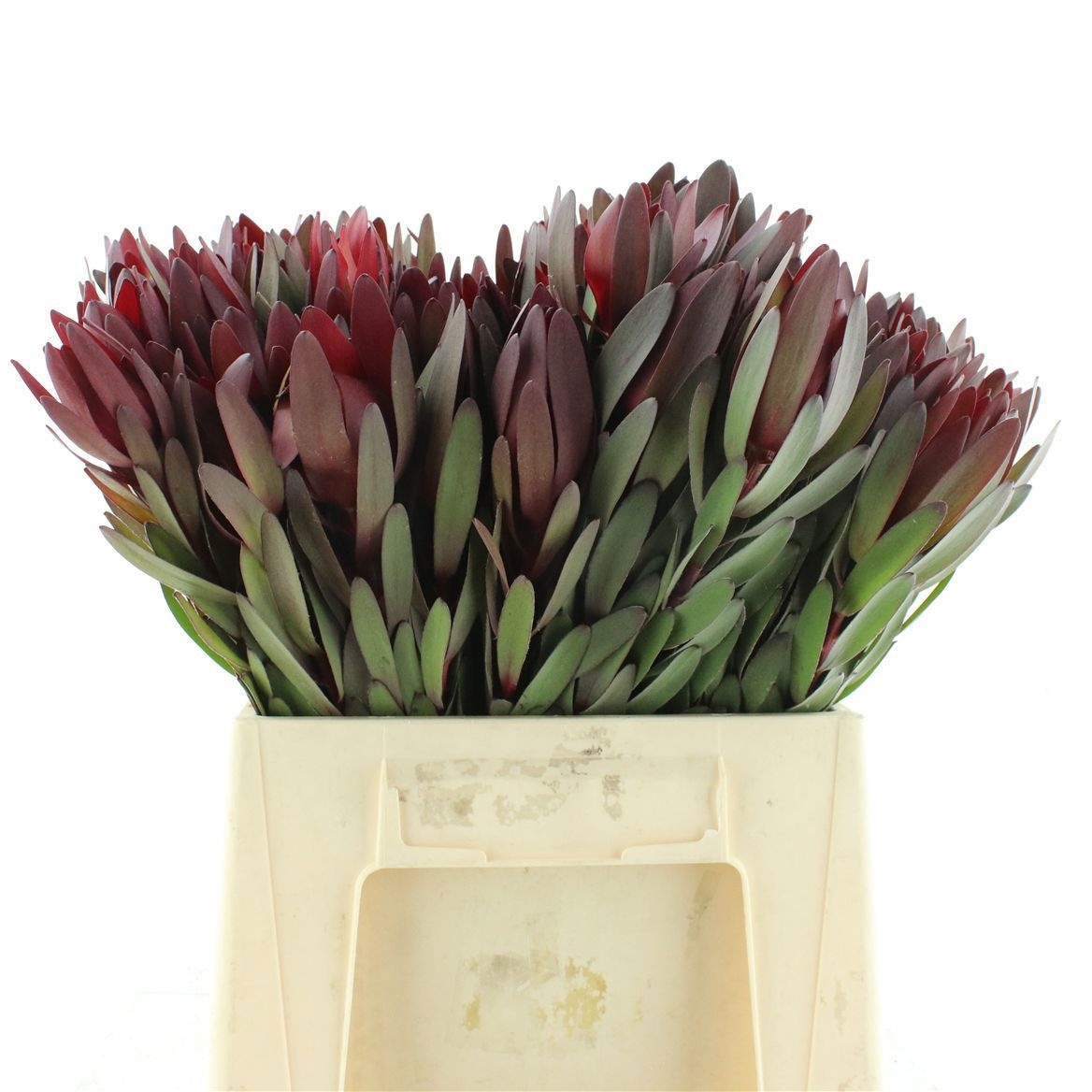 Leucadendron Safari Sunset 40cm