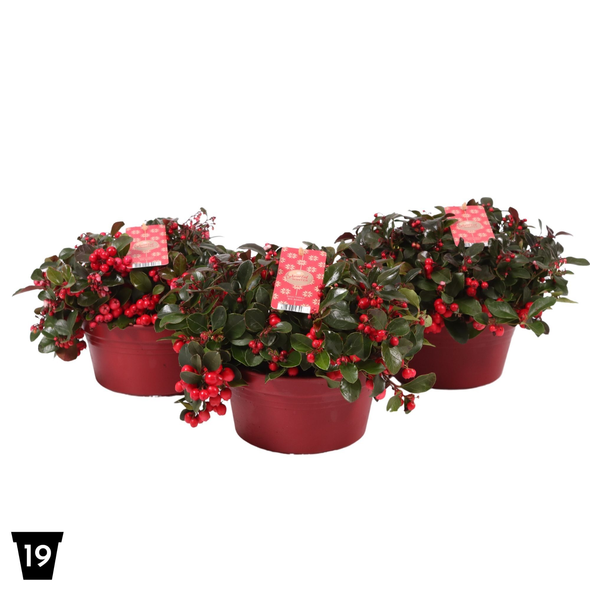 Gaultheria pr. 'Big Berry' schaal