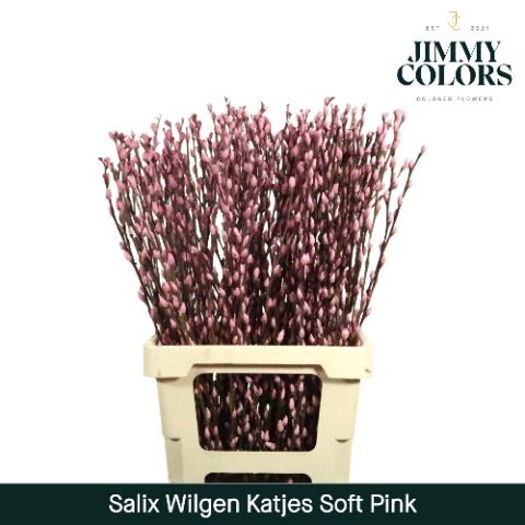 Salix Katjes L70 Soft Pink