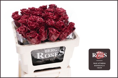 R Gr Gewaxt Wax Athena Bordeaux 50cm
