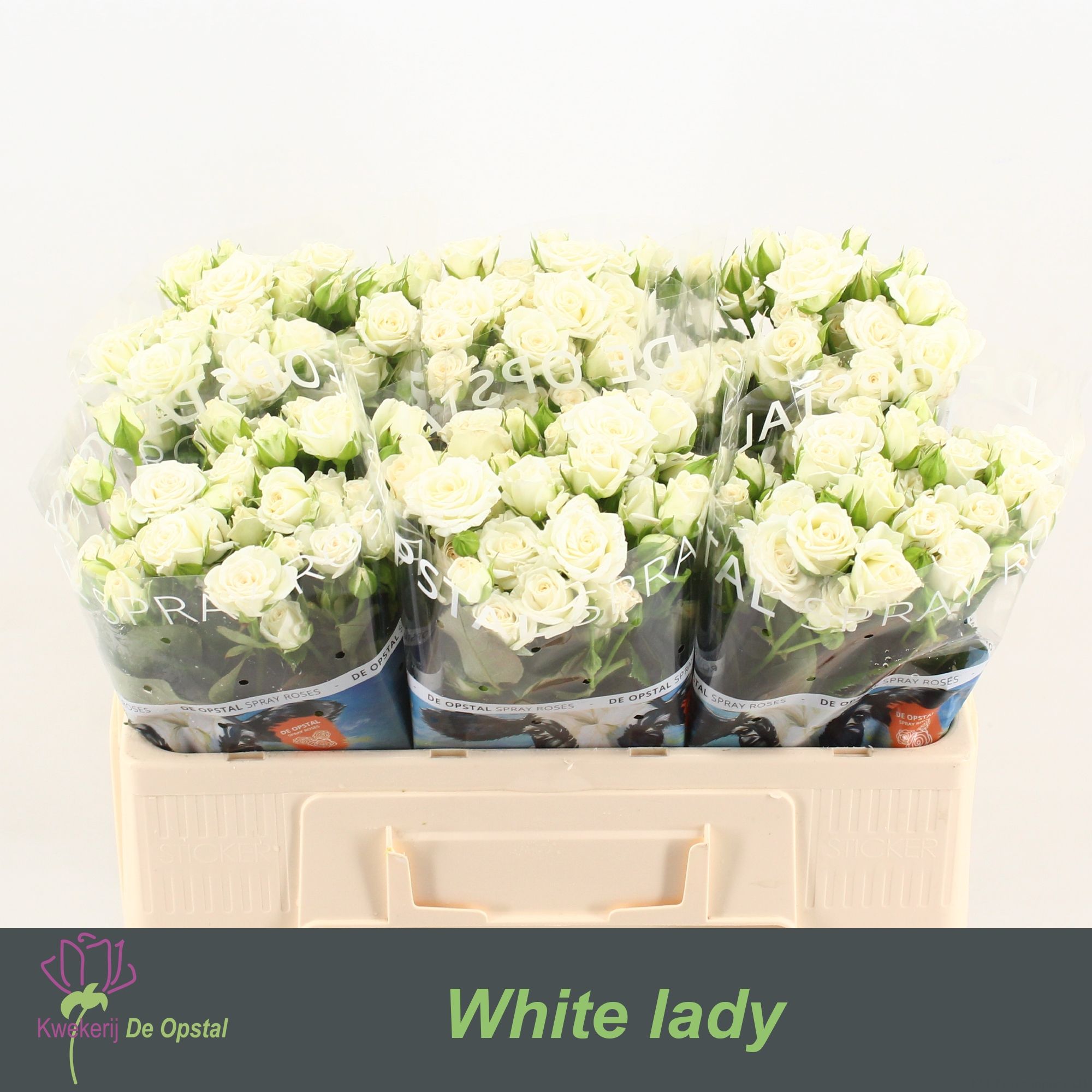 Rosa Spr White Lady 50cm