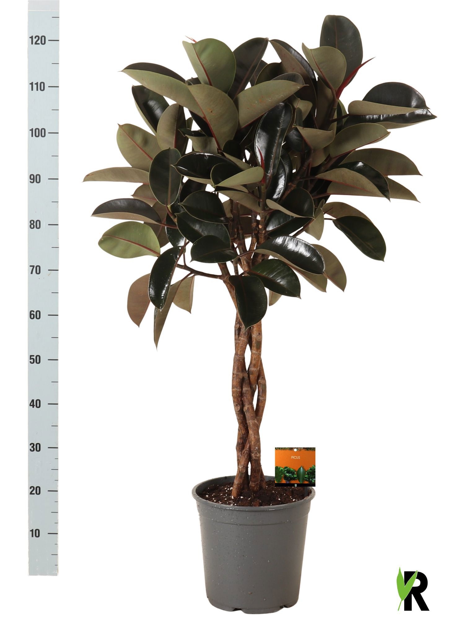 Fic El Burgundy 27Ø 130cm