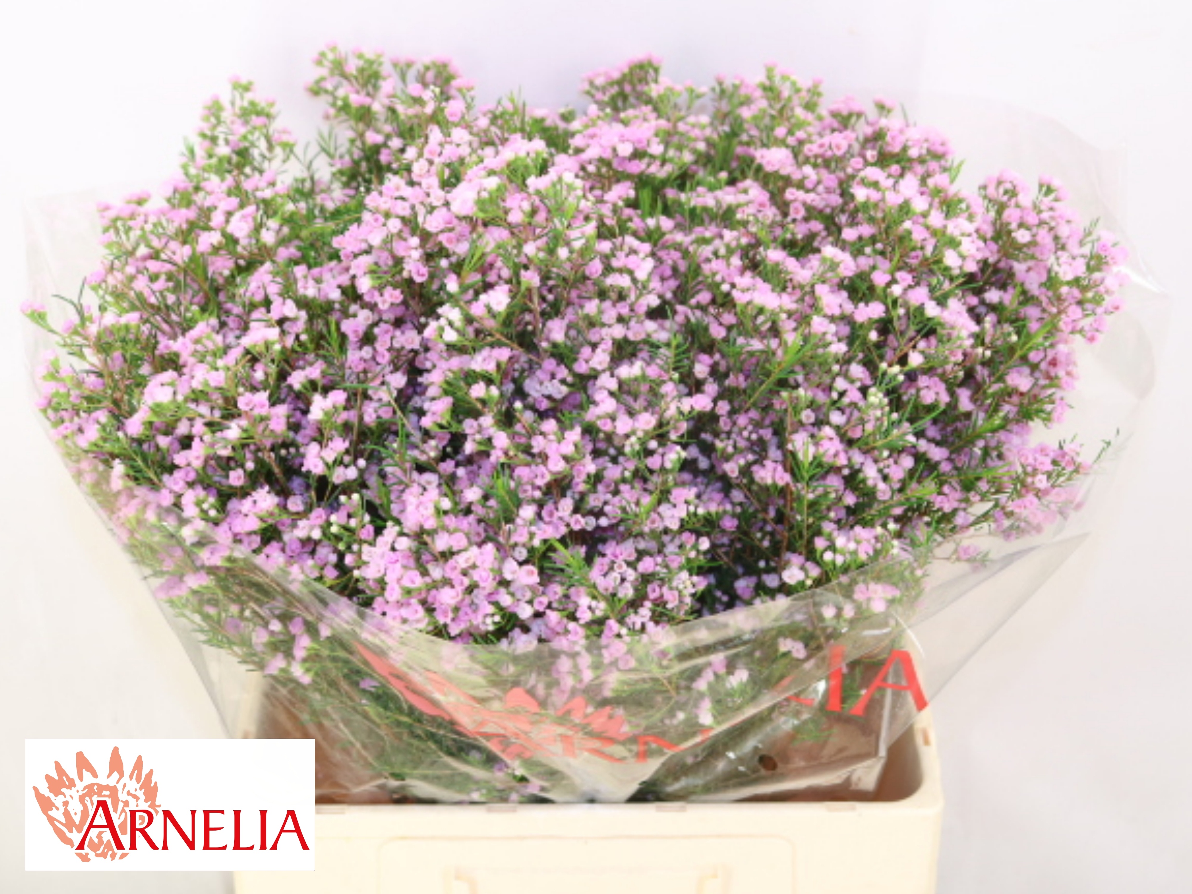 Chame Un Pirouette 60cm 90gram
