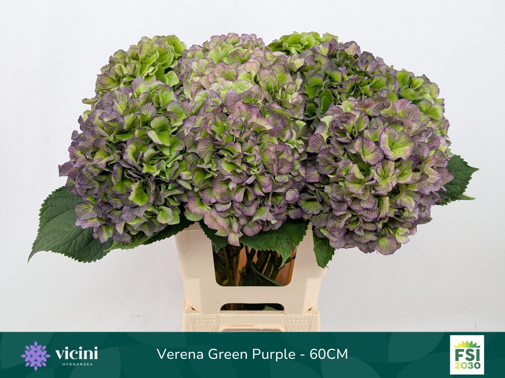 Hydrangea Verena Classic Blue 60cm 20Ø