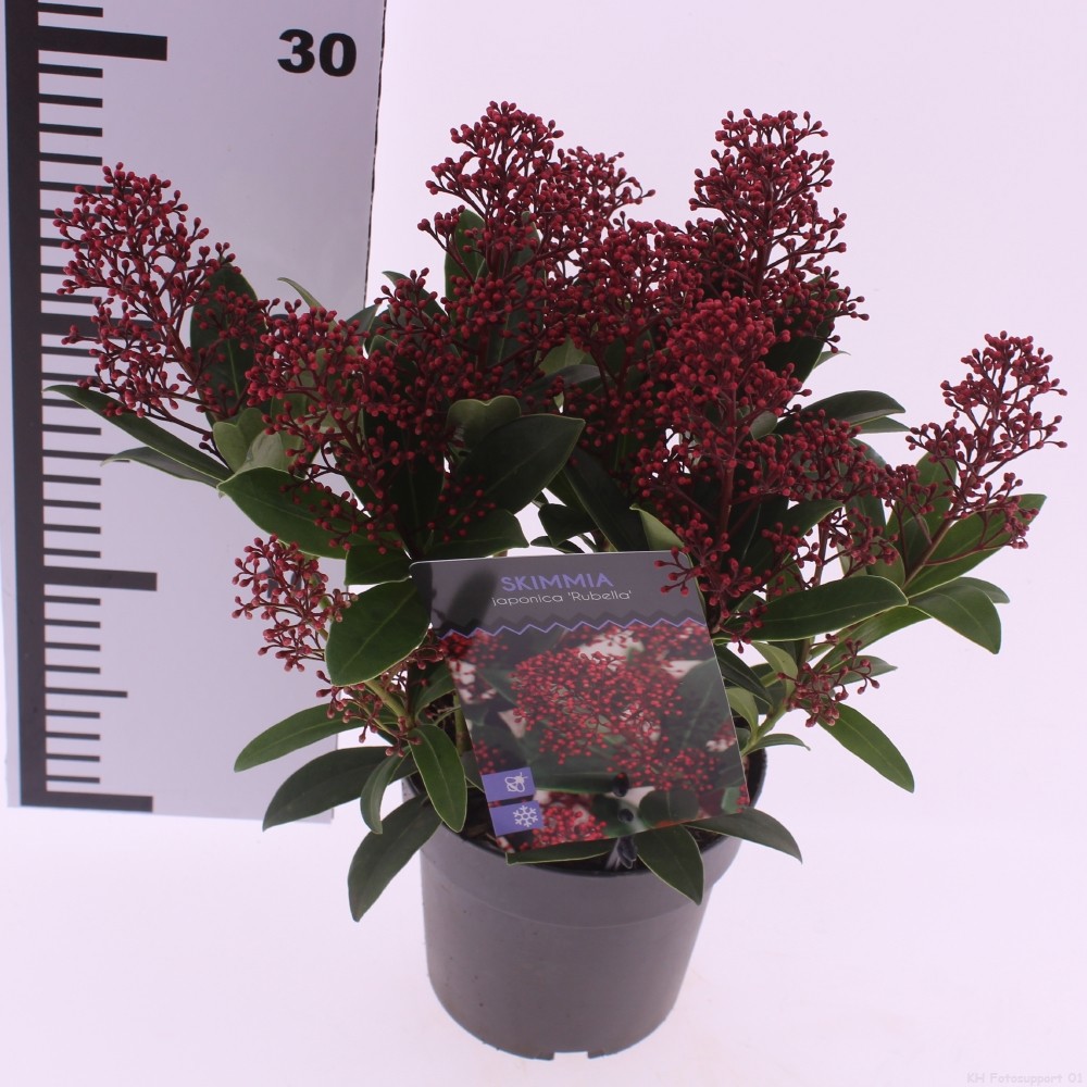 Picture of Skimmia jap. 'Rubella'