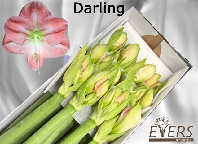 Hippeastrum Darling 4bl