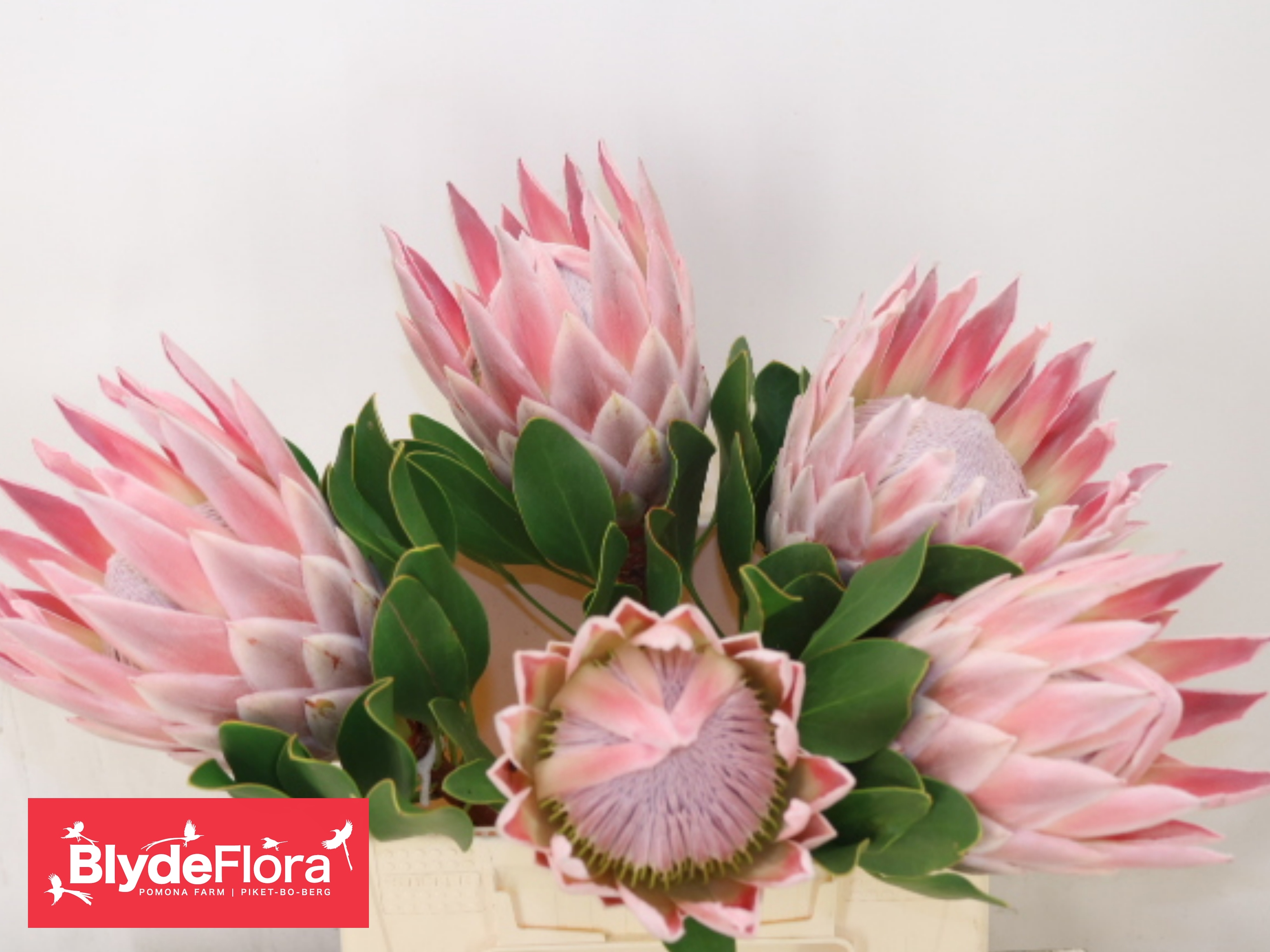 Protea Cy The Kate 40cm