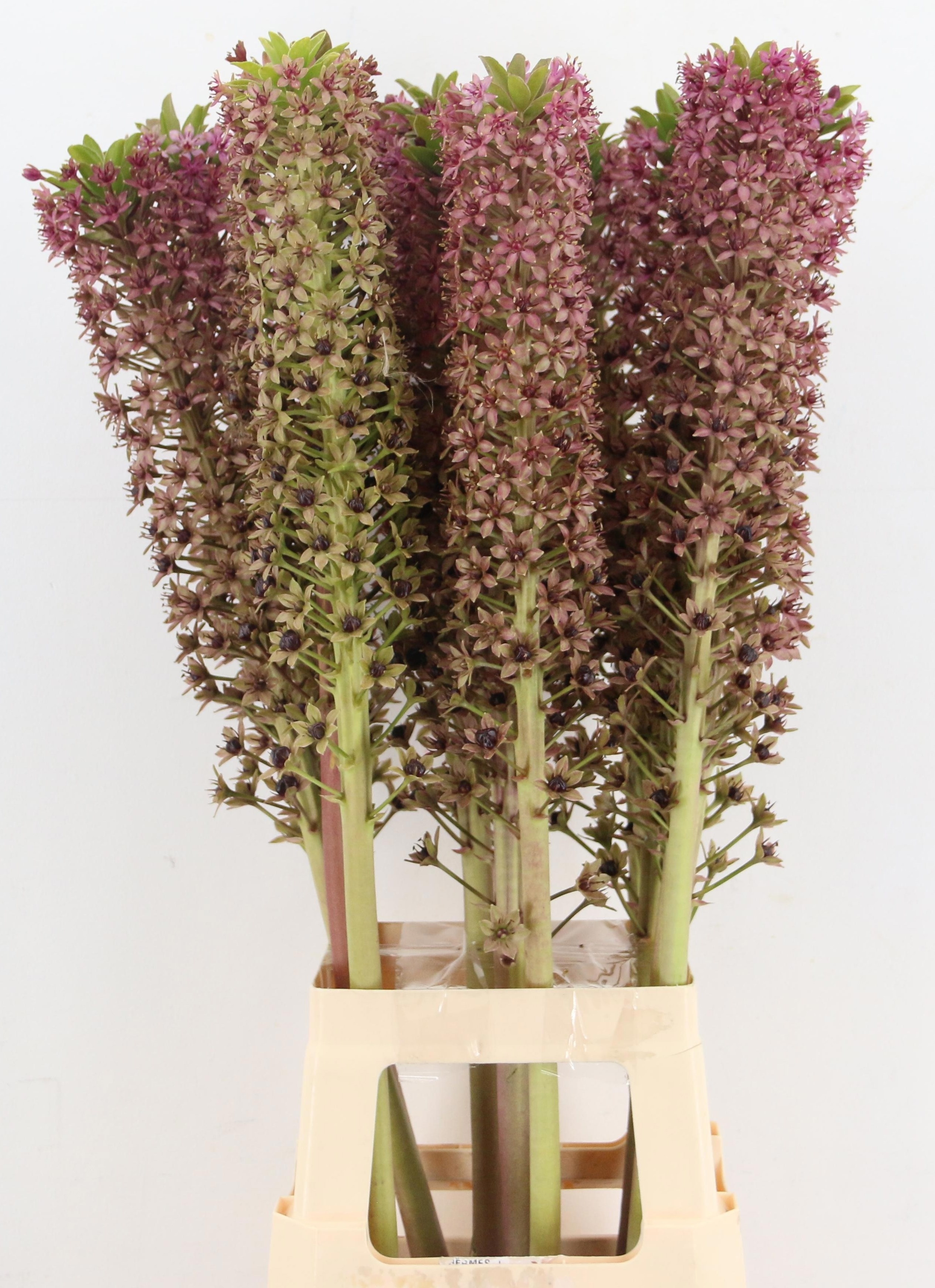Eucomis Ov