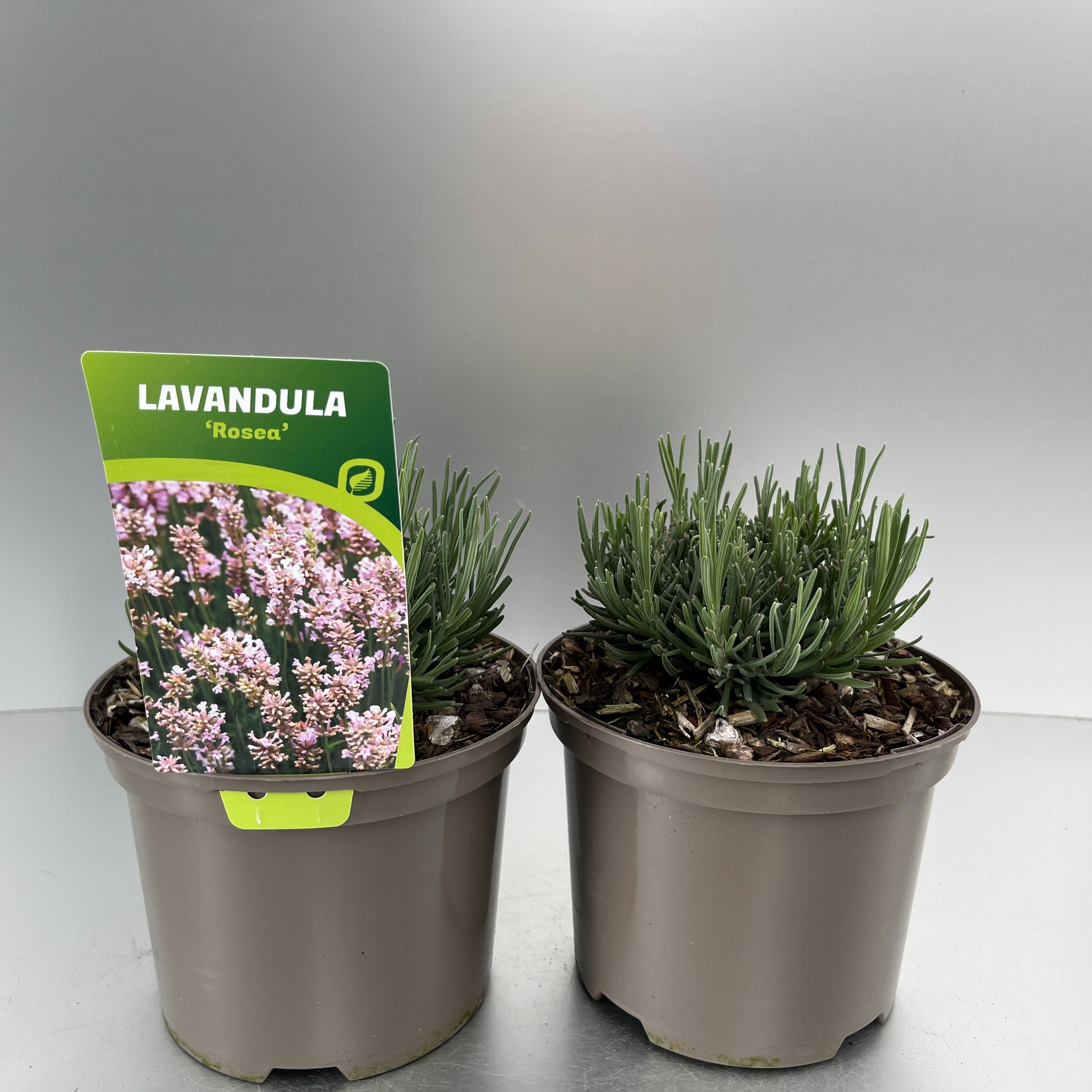 Picture of Lavandula ang. Rosea P17 (2 Ltr)