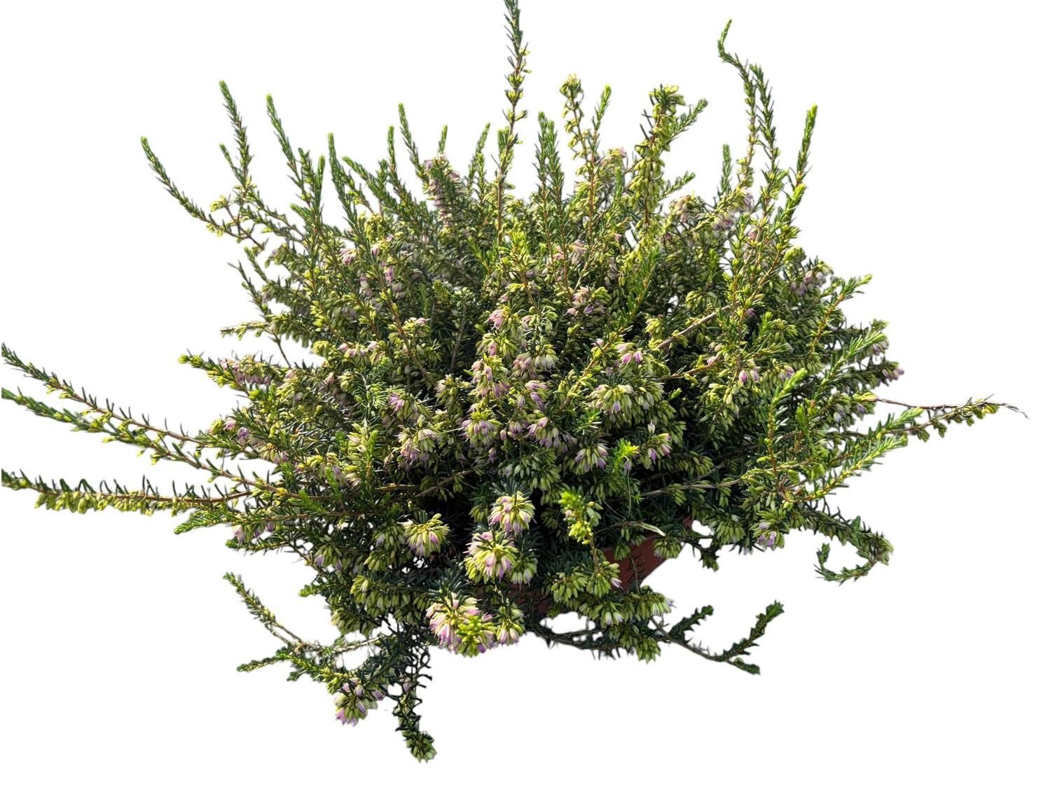 Erica x darleyensis 'Darley Dale' schaal roze
