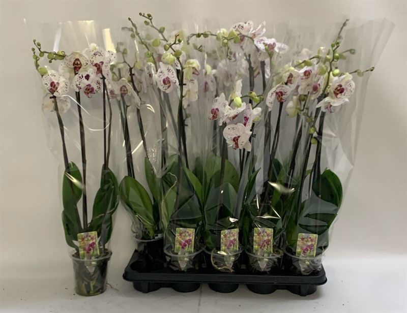 Phal Calypso 12P 70H 3TAK 18bloem 12bloei