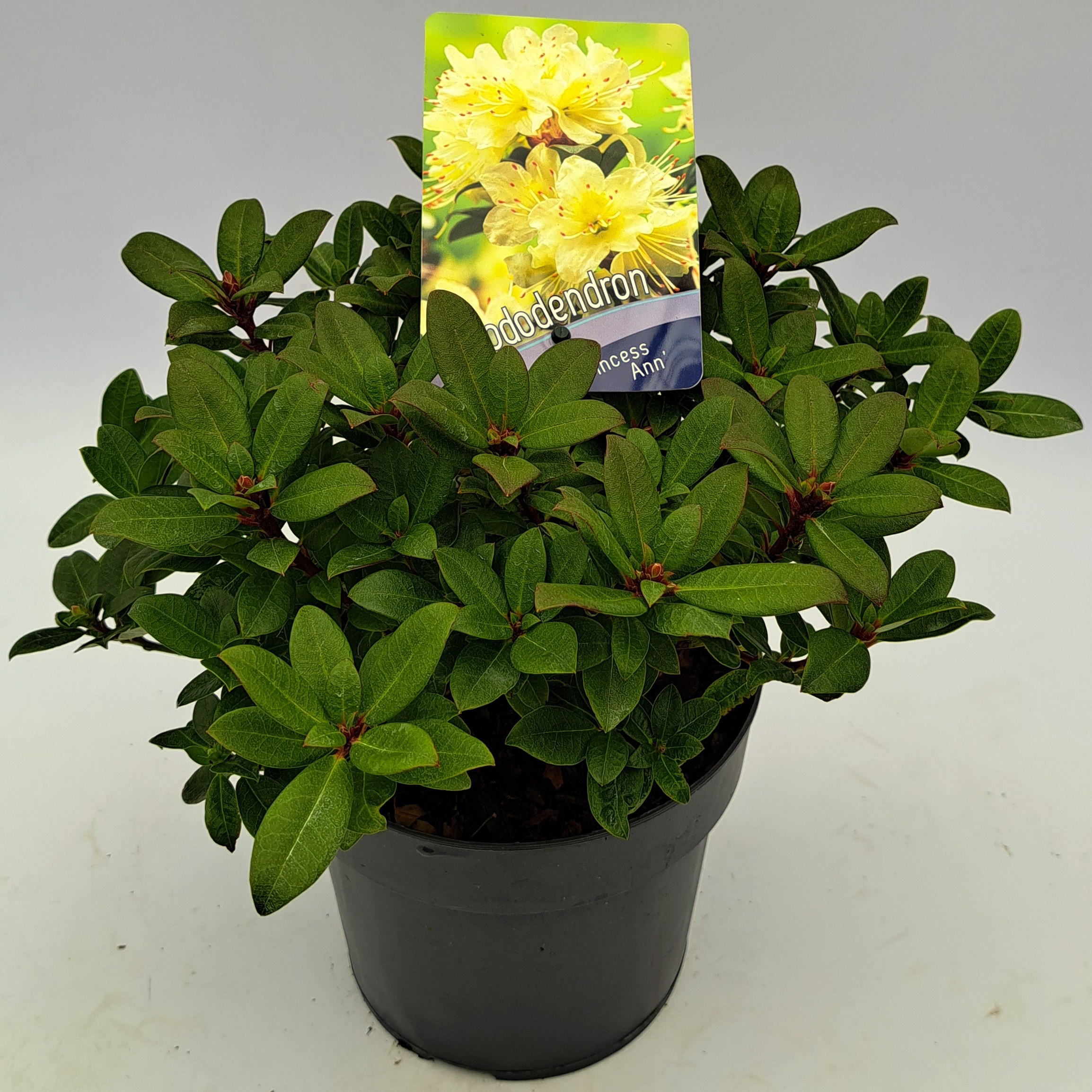 Picture of Rhododendron Princess Ann P17 (2 Ltr) (LOOSE)