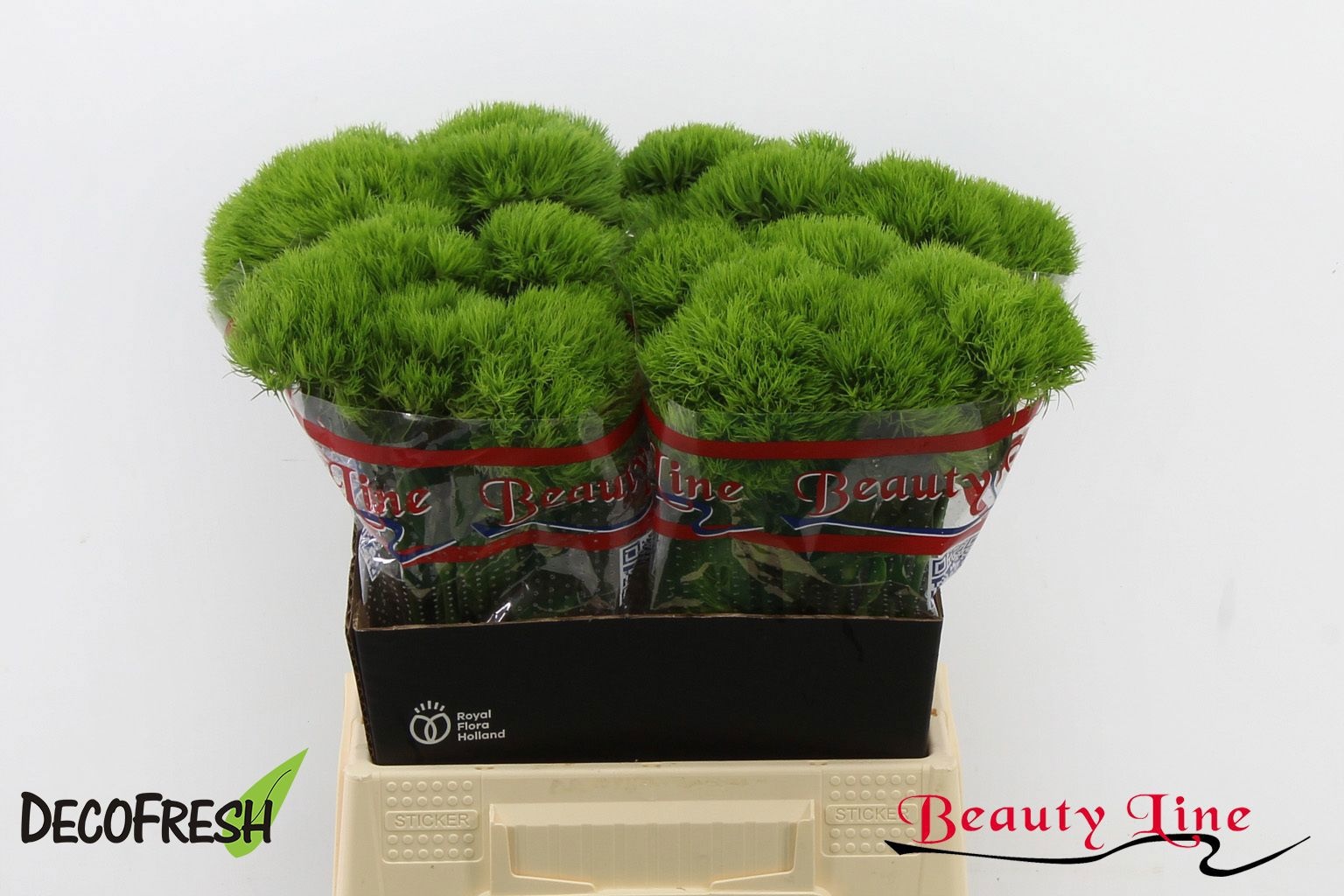 Dianthus Barbaratus 45cm