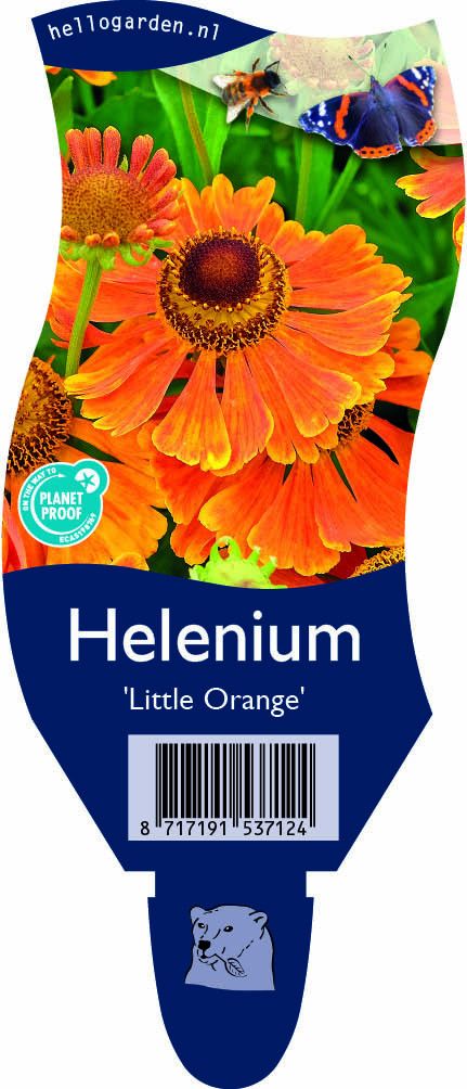 Helenium 'Little Orange'