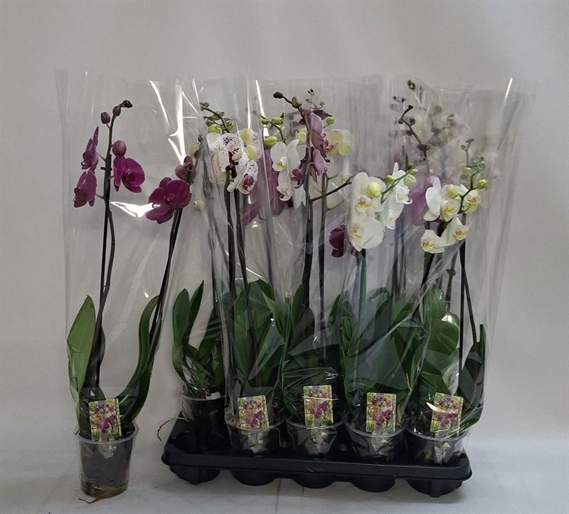 Phalaenopsis Asst 12Ø 70cm