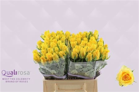 Rosa Moonwalk 40cm